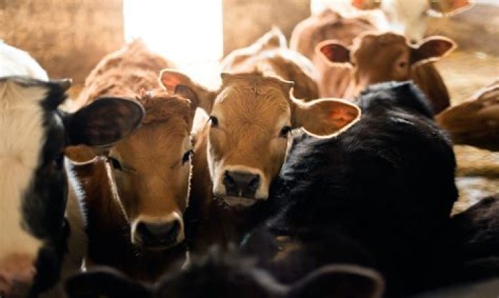 Are beef cows used for leather?