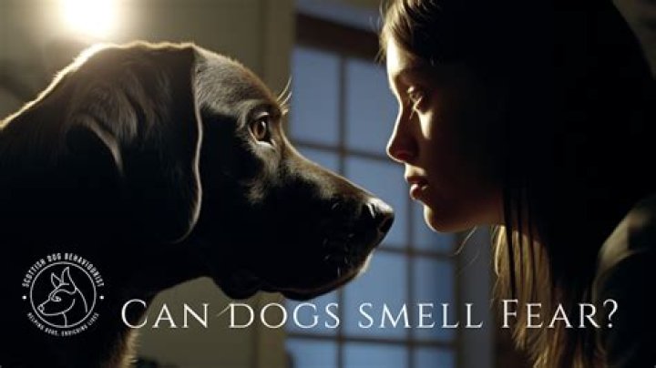 Can dogs smell fear?