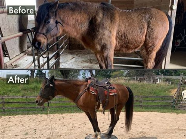 Can horses with Cushings have alfalfa?