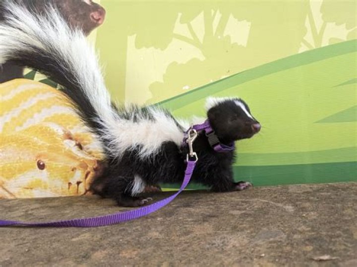 Can skunks squeeze under fences?