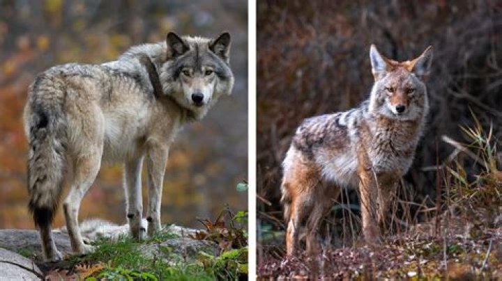 Can you supercharge a coyote?