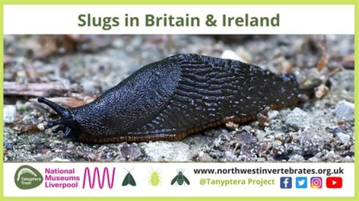 Do slugs live in the ground?