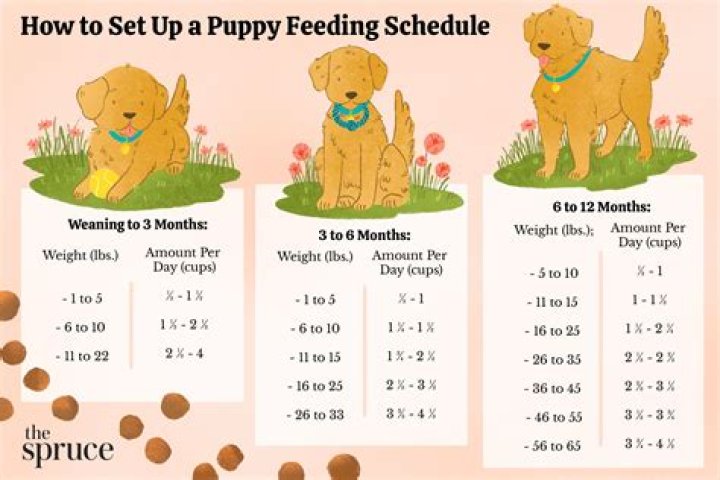 How do you tell if your puppy has bonded with you?