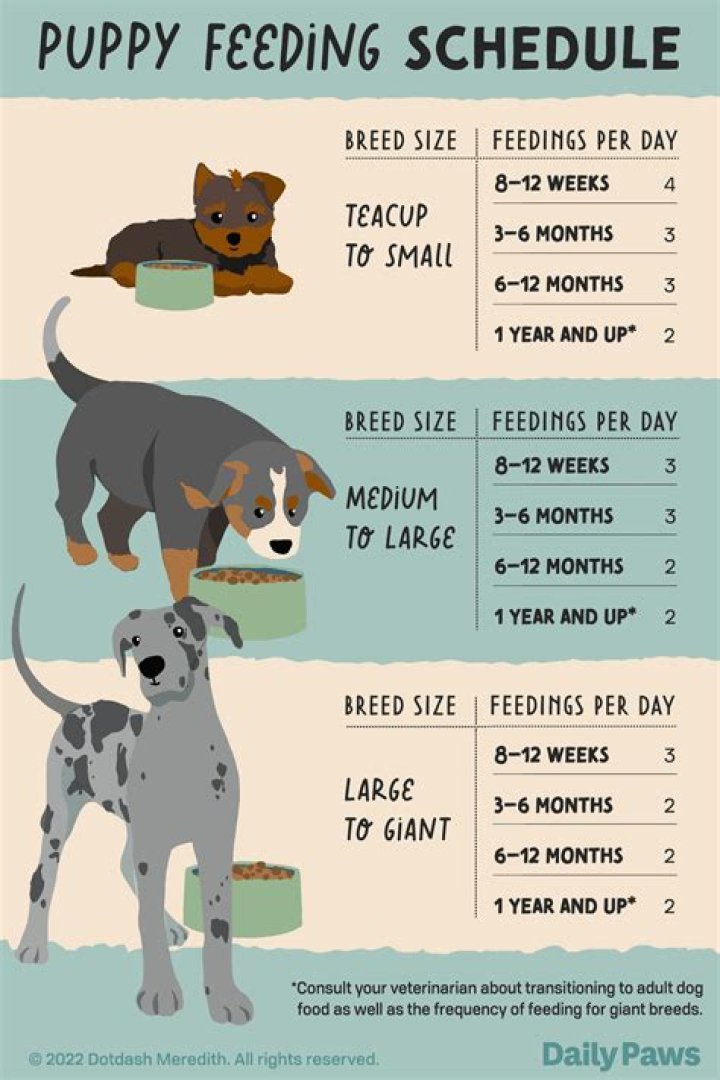 How many times a day should a 5 month puppy poop?