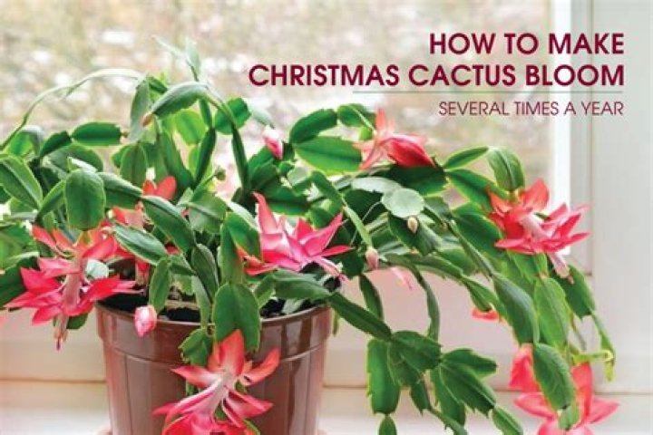 How many times a year does a Christmas cactus bloom?