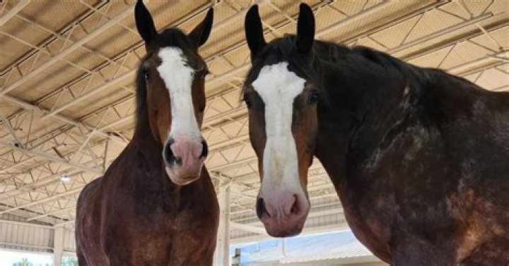 How much is a Budweiser Clydesdale worth?