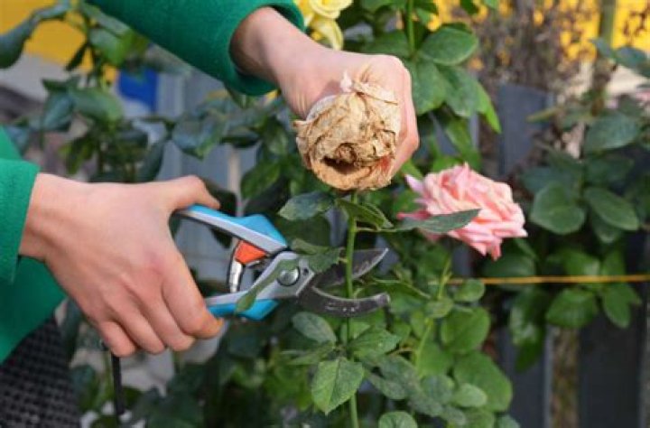 Should I deadhead hydrangeas in the spring?