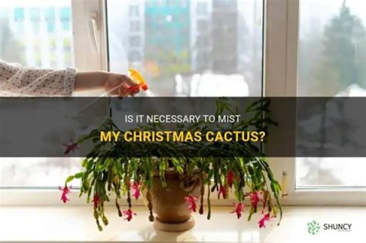 Should I mist my Christmas cactus?