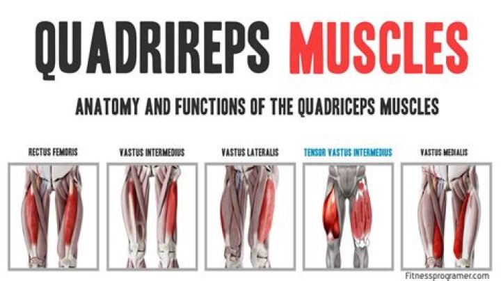What are the quadriceps muscles?