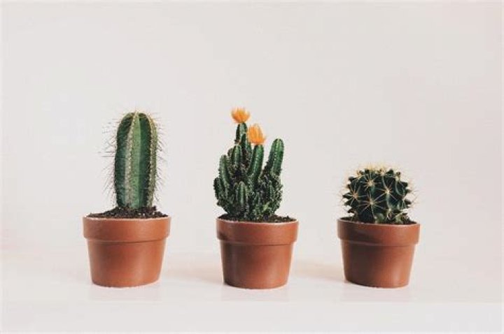 What does cactus need to survive?