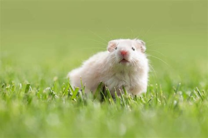 What is albino hamster?