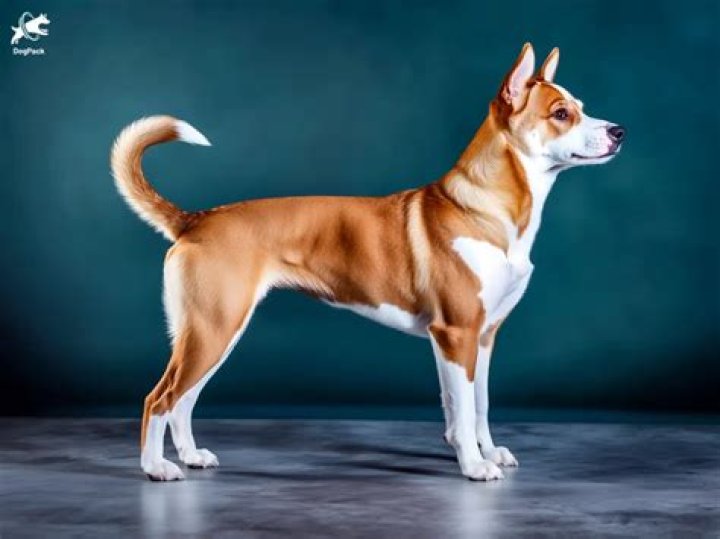 What is the difference between Askal and aspin?