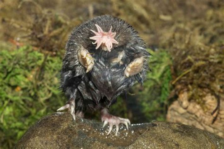 What is the most ugliest creature on earth?