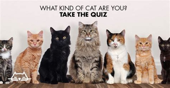 What kind of cat cost $2000?