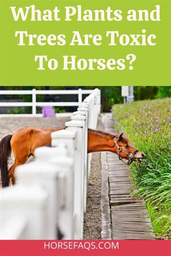 What nuts are toxic to horses?