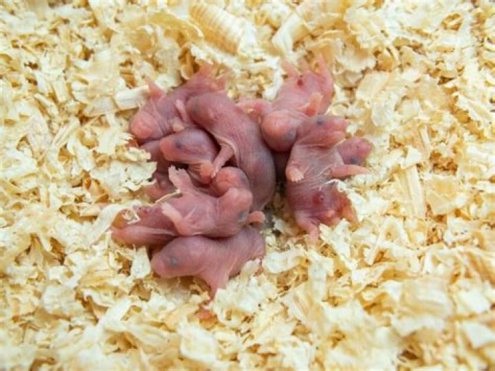 When can I touch baby hamsters?
