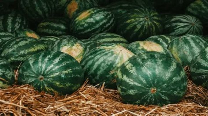Where were watermelons first found?