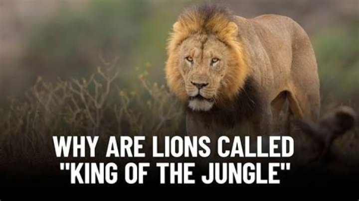 Why lions are the king of the jungle?
